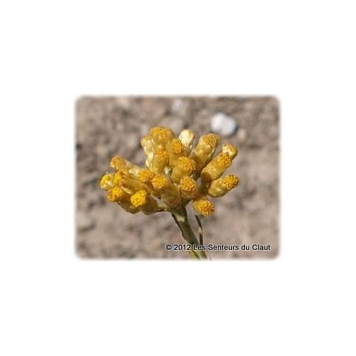 HYDROLAT HELICHRYSE ITALIENNE 250ml