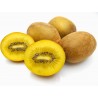 Kiwi à chair jaune Italie (4 pièces)