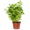 Pot Menthe France