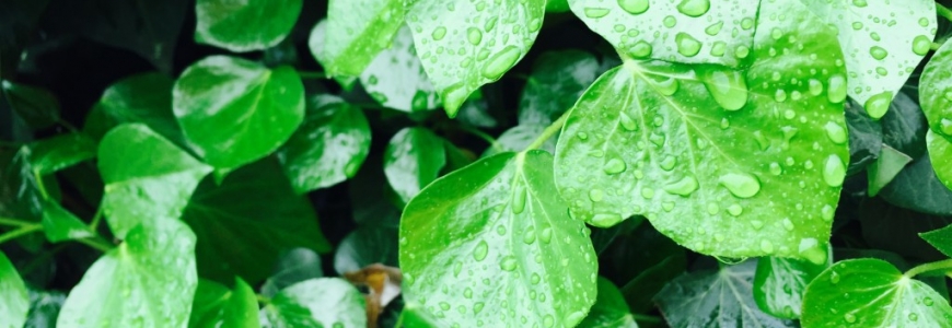 Ces plantes &agrave; conna&icirc;tre pour combattre le cholest&eacute;rol