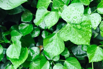 Ces plantes &agrave; conna&icirc;tre pour combattre le cholest&eacute;rol